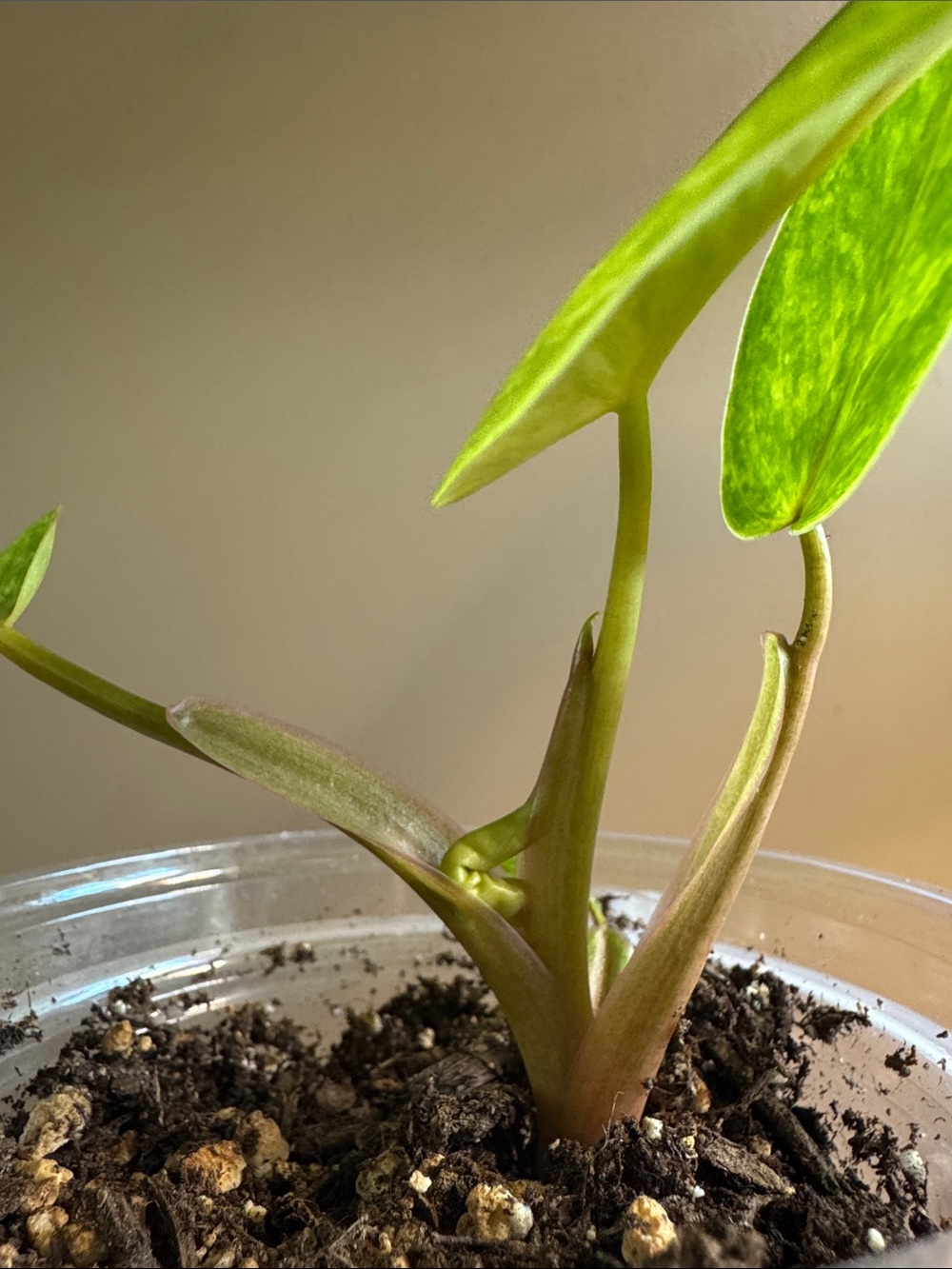 Philodendron Painted Lady - Rooted - Picture 5 of 6